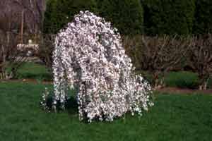weeping cherry